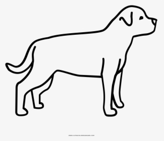 Rottweiler Coloring Page - Pitbull Rottweiler Para Dibujar, HD Png Download, Transparent PNG
