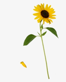 Sunflower Png, Transparent Png, Transparent PNG