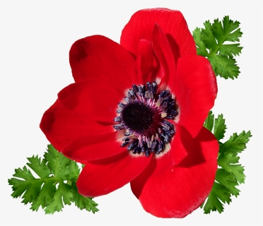 Anemone, Red, Single Flower, Garden, Nature, Cut Out - Corn Poppy, HD Png Download, Transparent PNG