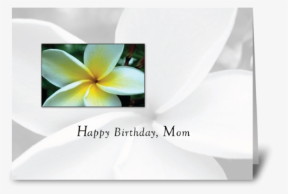 Mom Birthday Single Flower Greeting Card - Frangipani, HD Png Download, Transparent PNG