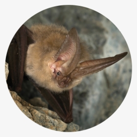Photo Courtesy Of fightwns - Townsend Big Eared Bat, HD Png Download, Transparent PNG