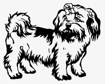 Black And White Drawing Of Shih Tzu, HD Png Download, Transparent PNG