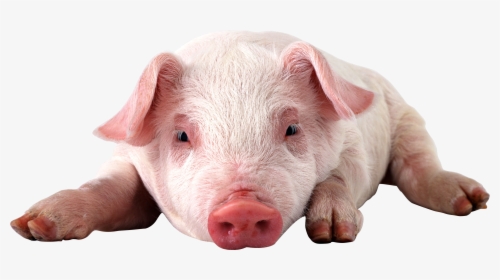 Physically Impossible For Pigs To Look Up Into The, HD Png Download, Transparent PNG