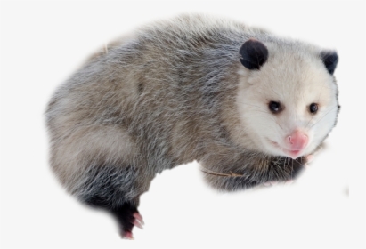Transparent Opossum Clipart - Opossum Iowa, HD Png Download, Transparent PNG