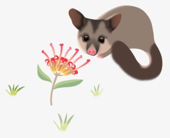 Cscc Walert Possum Rgb - Marsupial, HD Png Download, Transparent PNG