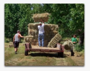 Bucking Hay - Hay, HD Png Download, Transparent PNG