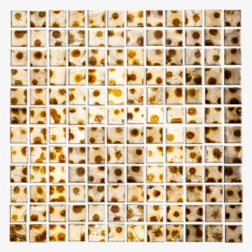 1 Inch Gold Metallic Glass Tile With Brown Cheetah - Animal, HD Png Download, Transparent PNG
