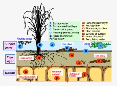 Clipart Rock Soil - Structure Of Paddy Field, HD Png Download, Transparent PNG