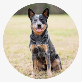 Transparent Jenga Png - Australian Stumpy Tail Cattle Dog, Png Download, Transparent PNG