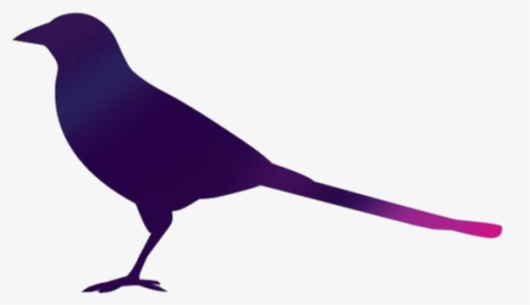 Magpie Bird Vector Png - Crow, Transparent Png, Transparent PNG