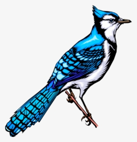 Vector Illustration Of Feathered Vertebrate North American - Animated Blue Jay Bird, HD Png Download, Transparent PNG