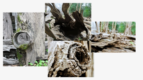 Premium Quality Driftwood - Driftwood, HD Png Download, Transparent PNG