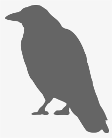Free Vector Graphic - Crow Silhouette, HD Png Download, Transparent PNG