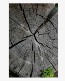Dried Tree Stump Poster 20 X30 - Tree Stump, HD Png Download, Transparent PNG