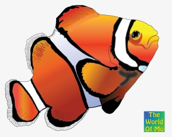 Clown Fish 2 Color Clipart , Png Download - Cartoon Clownfish, Transparent Png, Transparent PNG