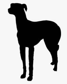 Italian Greyhound Pet Sitting Dog Walking Dog Breed - Rampur Greyhound, HD Png Download, Transparent PNG