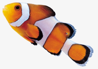 Clown Fish Png - Drawing A Clown Fish, Transparent Png, Transparent PNG