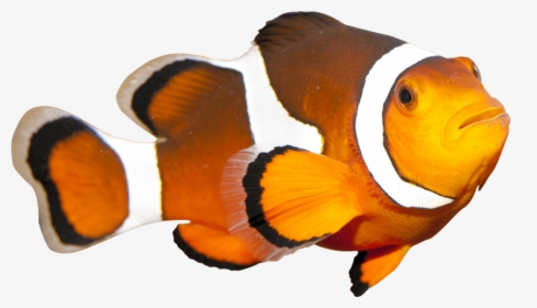 Coral Reef Fish , Png Download - Coral Reef Fish Png, Transparent Png, Transparent PNG