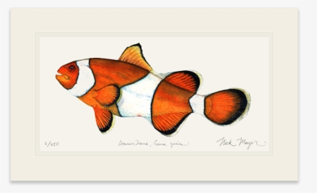 Clownfish - Coral Reef Fish, HD Png Download, Transparent PNG