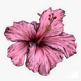 Untitled-1 - Hawaiian Hibiscus, HD Png Download, Transparent PNG