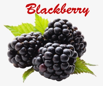 Blackberry Png Picture - Health Benefits For Blackberry, Transparent Png, Transparent PNG