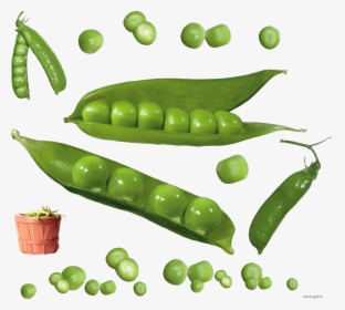 Best Free Pea Icon Png - Зеленый Горошек Пнг, Transparent Png, Transparent PNG