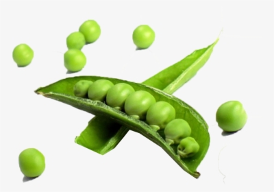 Pea Transparent Free Png - Vegetables In A Single, Png Download, Transparent PNG