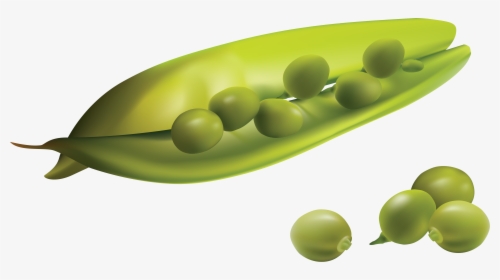 Best Free Pea Png Image Without Background - Realistic Vegetables Png Vector, Transparent Png, Transparent PNG