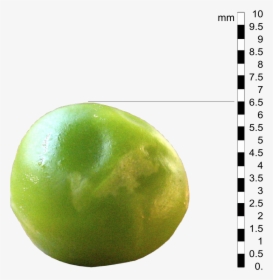 Transparent Pea Png - Actual Size Of A Pea, Png Download, Transparent PNG