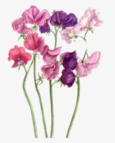 Drawing Sweet Pea - Sweet Pea Drawing, HD Png Download, Transparent PNG