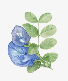 Butterfly Pea Flower Illustration, HD Png Download, Transparent PNG