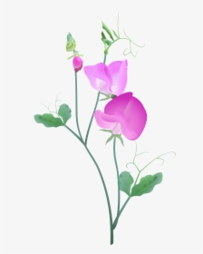Pink Sweetpea Plant2 - Sweet Pea Flower Vector, HD Png Download, Transparent PNG