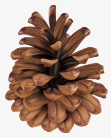 Image Download Clipart Pinecone Transparent Cartoon Pine Cone HD Png