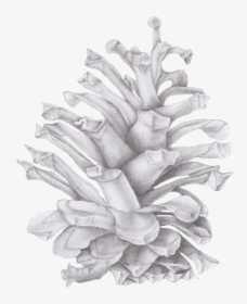 Transparent Pinecone Png - Drawing Of A Pinecone, Png Download, Transparent PNG