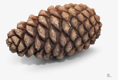 Pine Cone Royalty-free 3d Model - Pine Cone 3d Model Free, HD Png Download, Transparent PNG