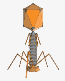 Lambda Phage, HD Png Download, Transparent PNG