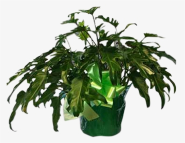 Fiddle Leaf Philodendron, HD Png Download, Transparent PNG