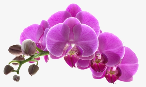 Transparent Orquideas Png - Purple Orchid Flower Transparent Background, Png Download, Transparent PNG