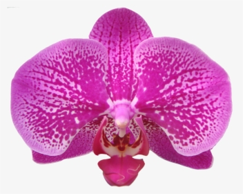 Transparent Orchids Png - Orchids Of The Philippines, Png Download, Transparent PNG