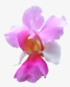 Orchid Transparent Flower - National Singapore Flower Vanda Miss Joaquim, HD Png Download, Transparent PNG