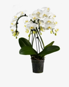 Phalaenopsis Orchid Cascade Pot, HD Png Download, Transparent PNG