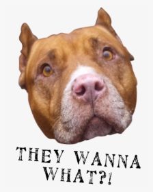 They Wanna What2 - Pit Bull, HD Png Download, Transparent PNG