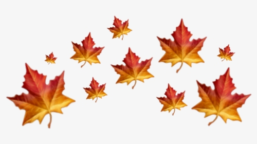 🍁🍁 - Falling Autumn Leaves Png For Editing, Transparent Png, Transparent PNG