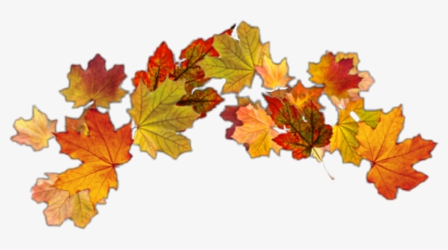 #autumnleaves #autumn #crown #leafcrown #autumnleaf - Maple Leaf, HD Png Download, Transparent PNG