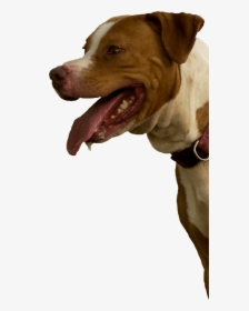 Pitbull Mix Rescue - Dog Yawns, HD Png Download, Transparent PNG