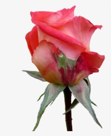 Autumn, Rose, Bud - Garden Roses, HD Png Download, Transparent PNG