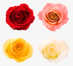 Roses, Rose Buds, Bloom, Rose, Flower Rose, Bud, Garden - New Chapter Of The Same Book, HD Png Download, Transparent PNG