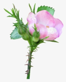Pink Wild Rose Clip Art - Transparent Background Wild Rose Png, Png Download, Transparent PNG