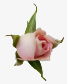 #rose #roses #rosebud #flower #blossom #pink #pinkrose - Garden Roses, HD Png Download, Transparent PNG