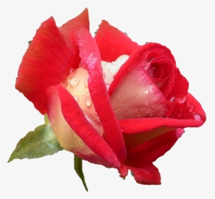 Rose Hd Pics Flowers, HD Png Download, Transparent PNG